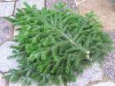 Abies nordmanniana